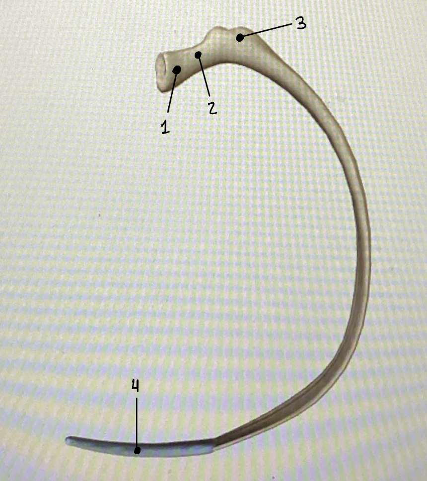 <p>What bone is this? ID each part</p>