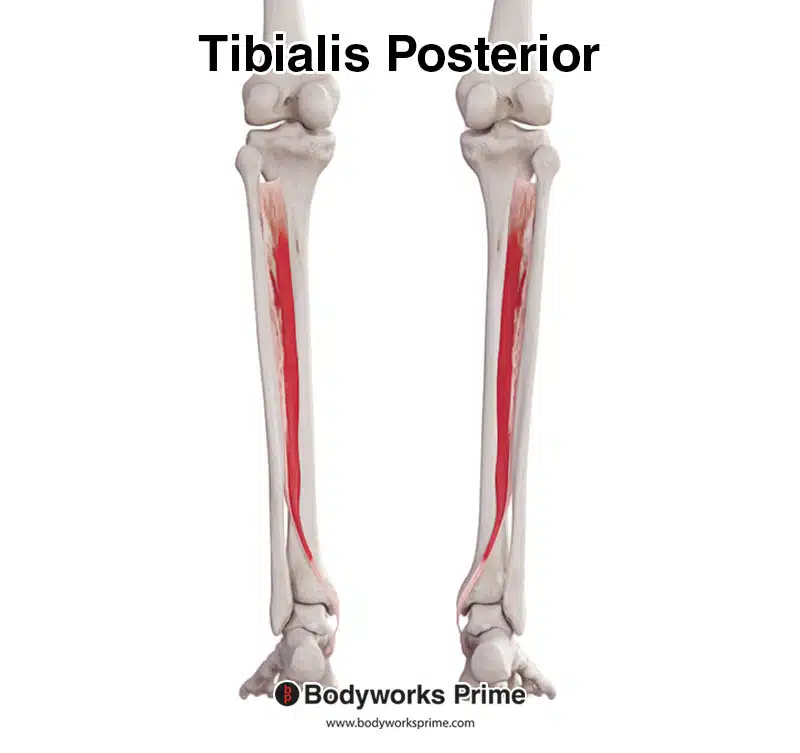 <p>posterior surface of superior 2/3 of tibia and fibula, posterior surface of interosseous membrane </p>
