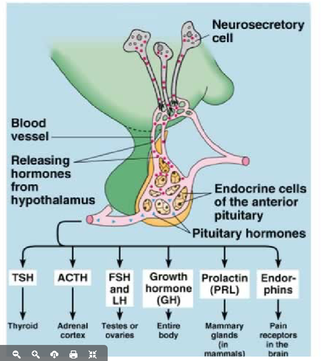 <ul><li><p>true hormone synthesizing gland</p></li><li><p>produces six major hormones:</p><ul><li><p>TSH </p></li><li><p>ACTH </p></li><li><p>PRL </p></li><li><p>hGH </p></li><li><p>FSH </p></li><li><p>LH </p></li></ul></li><li><p>releasing (tropic) hormones from the hypothalamus can both stimulate or inhibit the release of the above hormones</p></li><li><p>many of the hormones from the anterior pituitary are themselves, tropic hormones</p></li></ul><p></p>