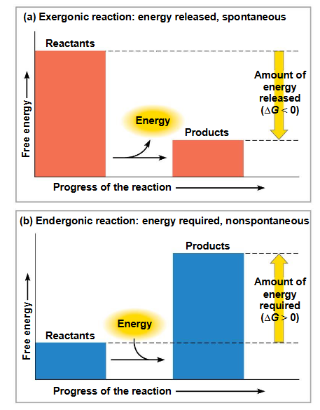 <p>exergonische reactie = geeft energie vrij en is spontaan</p><p>endergonische reactie = absorbeert energie van de omgeving en is niet spontaan </p>