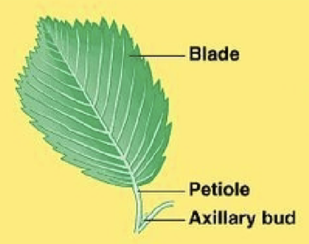 <p>whole, undivided leaves; each leaf has one blade</p>