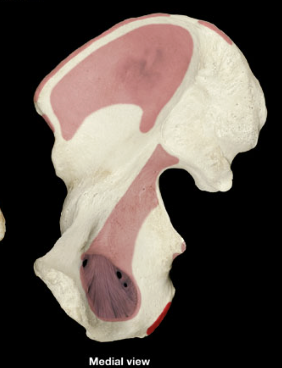 <p>ischial tuberosity </p>