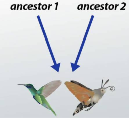 <p>a pattern of evolution in which similar traits arise because different species have independently adapted to similar environmental conditions</p><p>Ex. Sharks and Dolphins – very similarly adapted, but distantly related</p><p>Ex. A shark’s fin and a dolphin’s flipper are completely different structures!</p>
