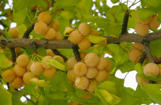 <p>looks like yellow cherries</p>