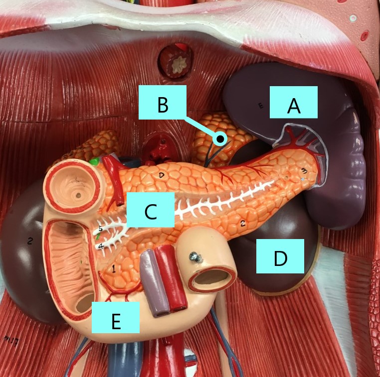 <p>Identify A-E</p>