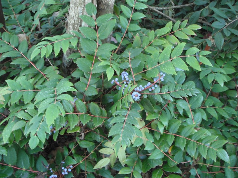 <p>Low Oregon Grape</p>
