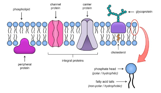 <ul><li><p>Fluid - the phospholipid bilayer is viscous and individual phospholipids and some proteins can move laterally, allowing flexibility and self-repair.</p></li><li><p>Mosaic - is a mosaic of components embedded with proteins within or attached to the phospholipid bilayer, resulting in a mosaic of components.</p></li></ul><p></p>