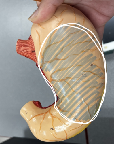 <p>Identify this region</p>