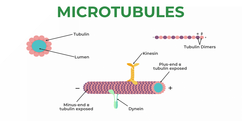 <p>Microtubules </p>