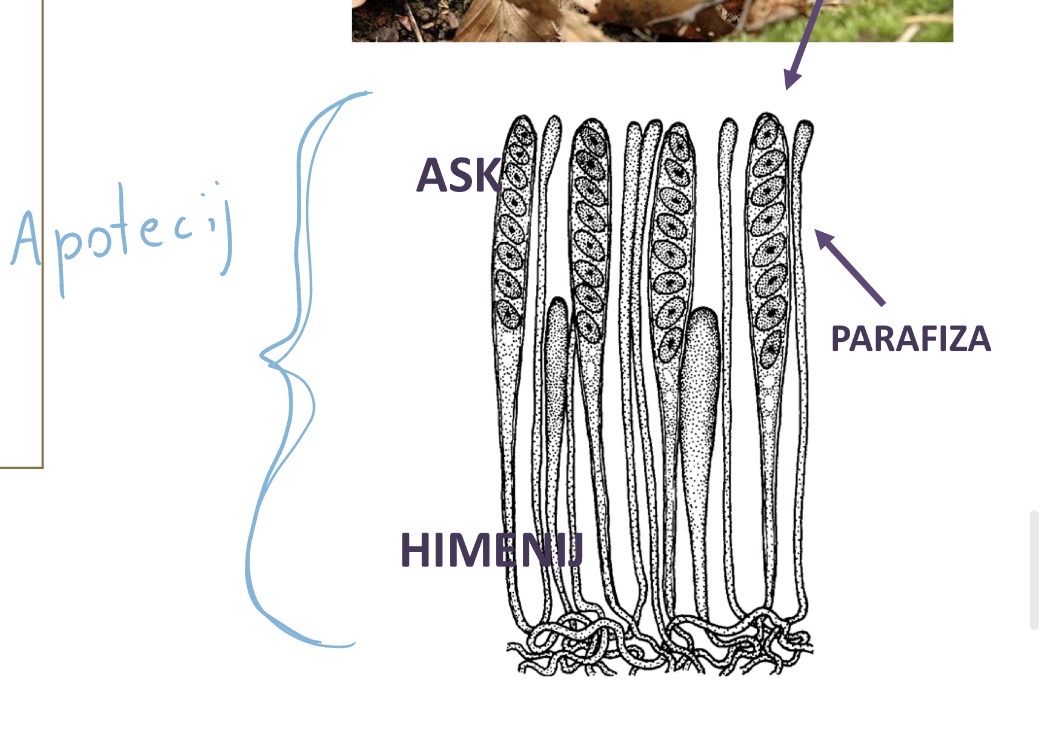 <p>Deblo ascomycota zaprtotrosnice</p><p>Razred ascomycetes</p><p>Red pezizales</p><p>Rod peziza</p>