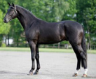 <p>welk type paard is dit</p>