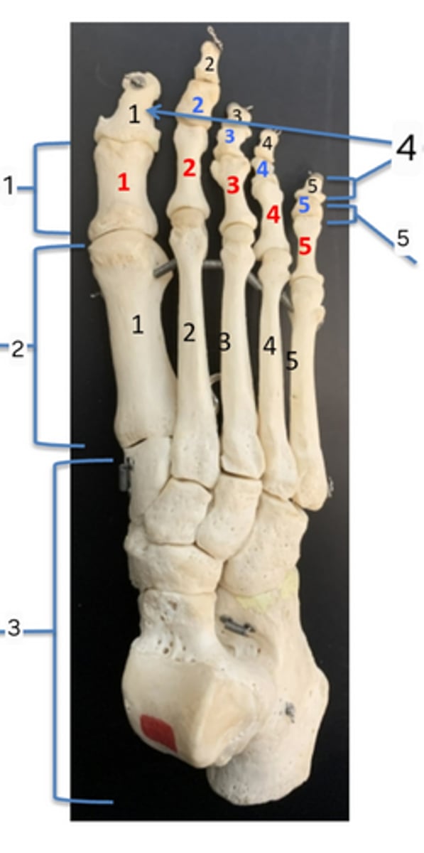 <p>5</p>