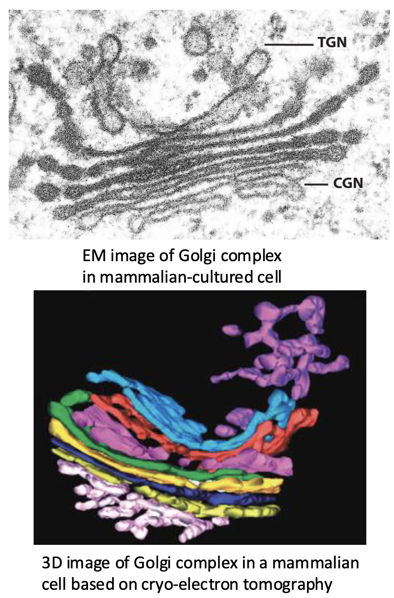 <ul><li><p>unique morphology – ‘complex’ or ‘stack’ of flattened, membrane-bound cisternae (sacs) with dilated edges and numerous associated tubules and vesicles</p></li><li><p>Possesses several subcompartments that results in the complex (stack) having distinct polarity: both structurally and functionally</p></li></ul><p></p>