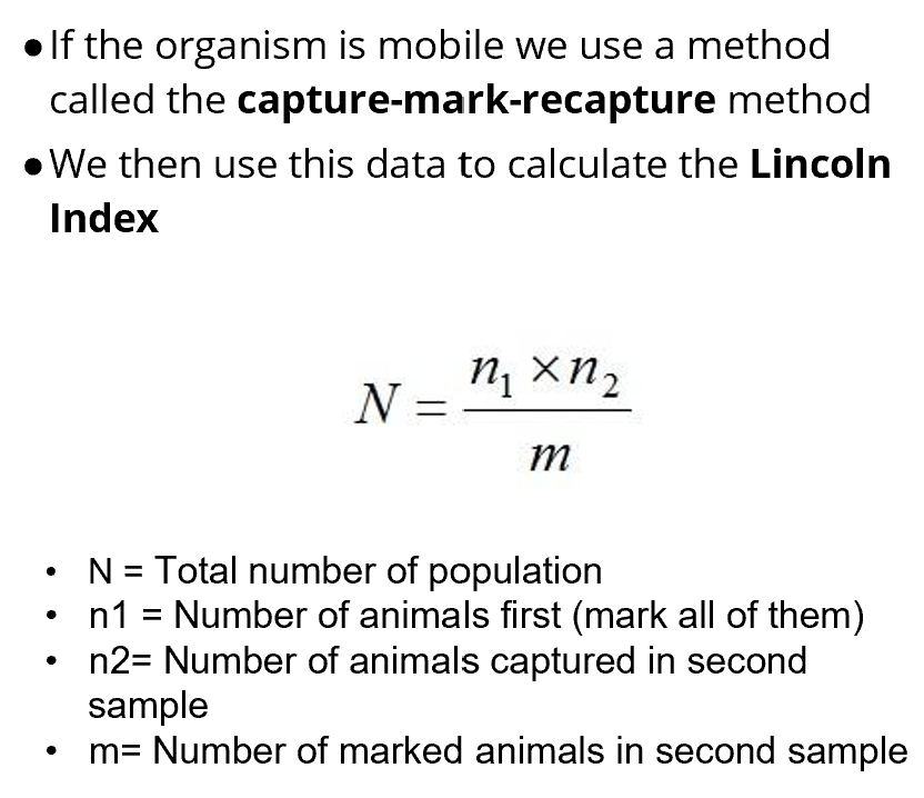 <p>Population size estimate = (M x N)/R where M is the number of individuals caught and marked initially, N is the total number of individuals recaptured, and R is the number of marked individuals recaptured</p>