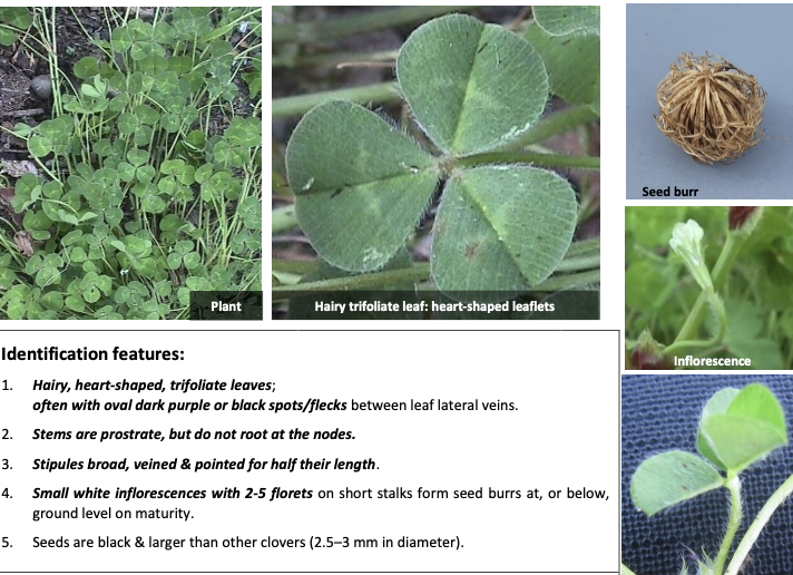 <p><strong>Plant family:</strong> Fabaceae<br><strong>Life cycle:</strong> Winter annual<br><strong>Key persistence/spread:</strong> Buried hard seed<br><strong>Farming systems:</strong> Dryland sheep systems</p><p><strong>How to identify</strong></p><p>Is a low‑growing, prostrate annual that germinates in autumn and completes its life cycle in spring. It does not develop stolons like white clover.</p><p>Leaves are trifoliate and distinctly hairy, with heart‑shaped leaflets. Many cultivars have small dark purple or black spots on the leaflets, though this is variable.</p><p>Stems grow horizontally along the soil surface but do not root at the nodes. The most distinctive feature occurs after flowering: the flower stalk bends downward and pushes the developing seed burr into the soil. This trait is unique and gives the plant its name.</p><p>Seeds are large, dark, and hard‑coated, allowing persistence through dry summers.</p><p>Often confused with:</p><ul><li><p>White clover → white clover is perennial, hairless, and stoloniferous.</p></li><li><p>Red clover (seedlings) → red clover becomes upright quickly and is not prostrate.</p></li></ul><p></p>