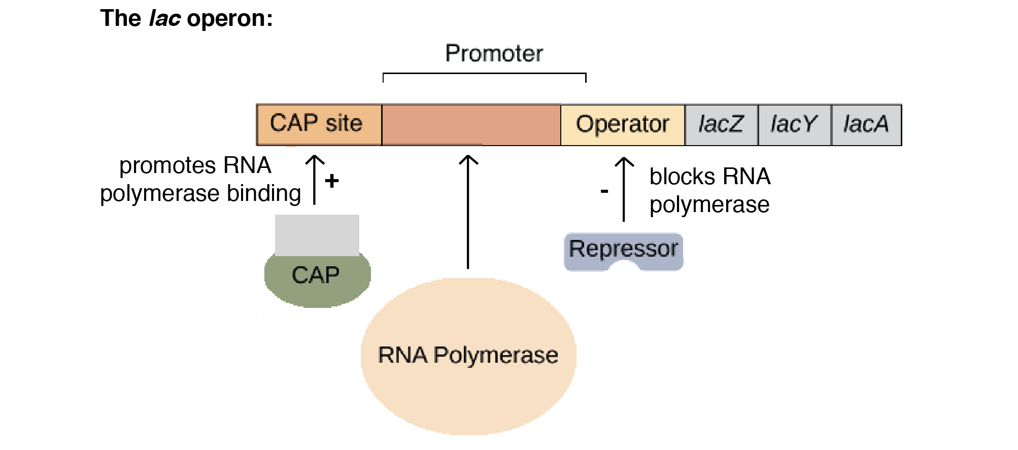 <ul><li><p>A group of DNA with a common goal controlled by one promoter</p></li><li><p>The promoters are where the RNA polymerase attaches to</p></li><li><p>Operators are where repressor proteins bind</p></li><li><p>Operons can be inducible or repressible</p></li><li><p>In some cases, activator or repressor proteins bind to a regulatory switch protein instead of doing it themselves</p></li></ul><p></p>