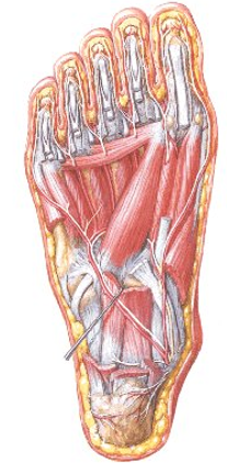 <p><span>Posterior Tibial Artery splits into the <strong>____________ </strong>and </span><strong>____________ </strong></p>