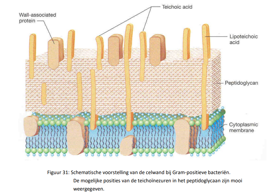 <ul><li><p>de celwand van gram-positieve bacteriën bestaat voor 90% uit peptidoglycaan</p></li><li><p>peptidoglycaan wordt ook mureïne genoemd, het is opgebouwd uit lange ketens bestaande uit twee soorten suikermoleculen, namelijk N-acetylglucosamine (G) en N-acetylmuraminezuur (M)</p></li><li><p>deze twee suikers zijn telkens alternerend aan elkaar gekoppeld zodat lange ketens worden bekomen</p></li><li><p>de ketens zijn aan elkaar gekoppeld via kleine bruggetjes, telkens bestaande uit een aantal aminozuren, hoe meer bruggetjes voorkomen in het peptidoglycaan, hoe steviger de celwand wordt</p></li><li><p>in de celwand van gram-positieve bacteriën liggen meerdere lagen peptidoglycaan boven elkaar, de verschillende peptidoglycaan lagen worden ook via aminozuurbruggetjes bijeengehouden</p></li><li><p>naast het peptidoglycaan bevat de celwand van Gram-positieve bacteriën ook nog eiwitten en zure polysacchariden, de zure polysacchariden worden de teichoïnezuren genoemd</p></li></ul><p></p>