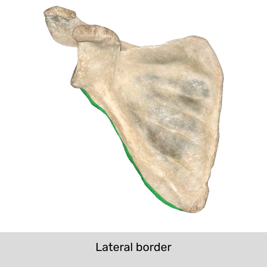<p>Scapula - Lateral Border</p>