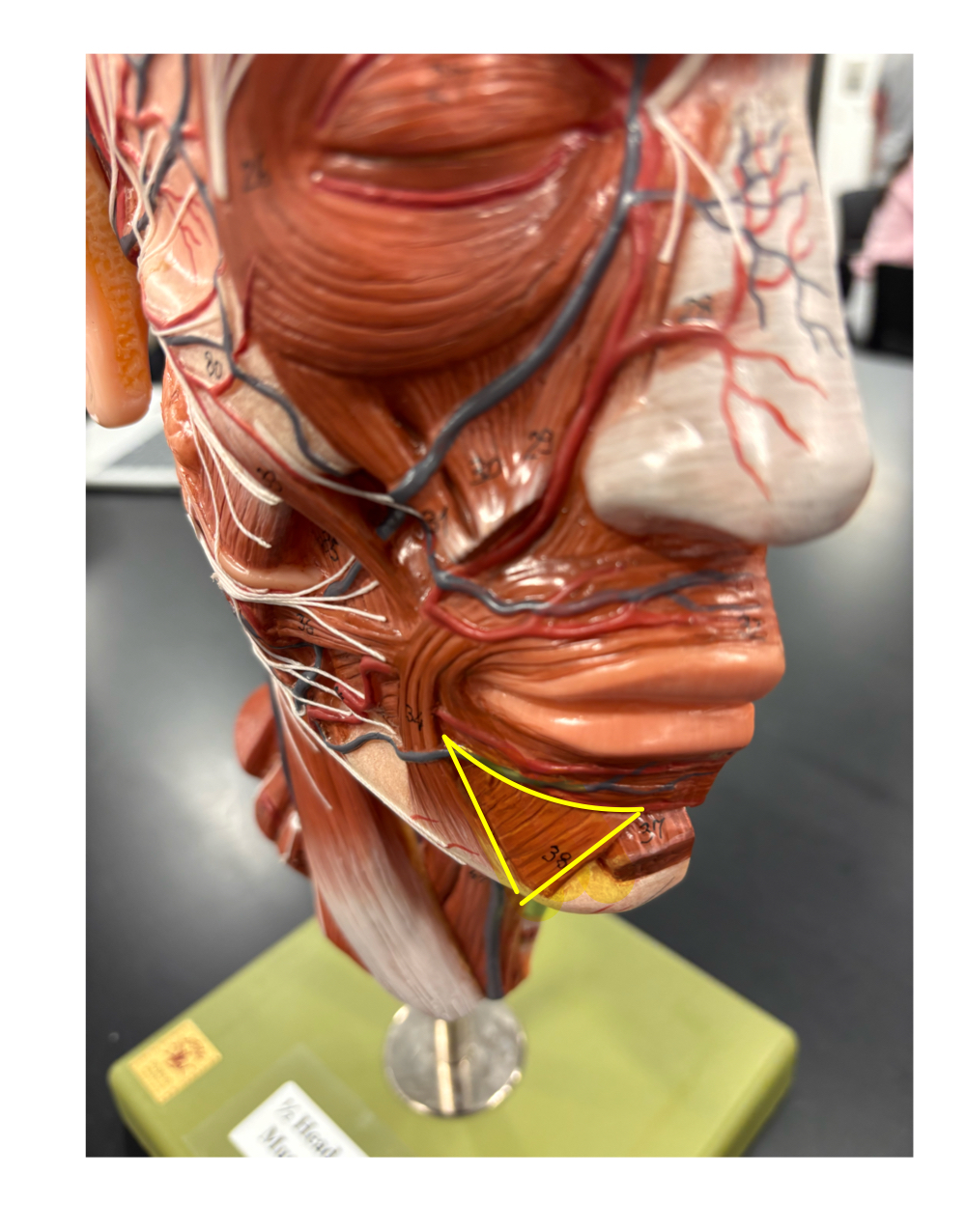 <p>name the muscle and its action</p>
