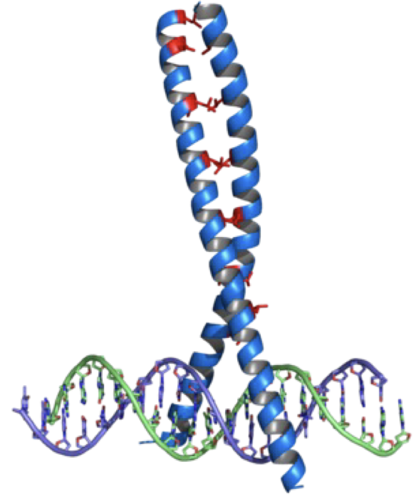 <p>what structure is this?</p>