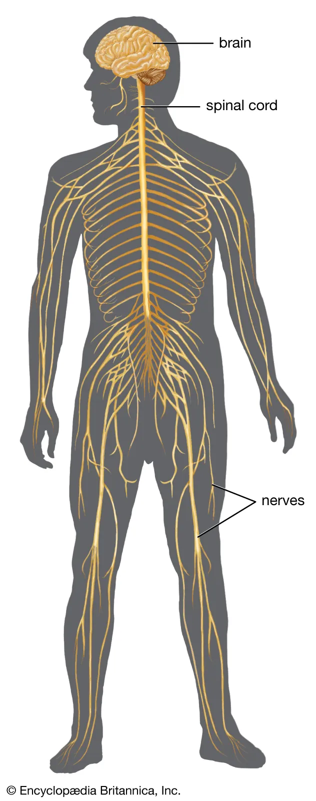 <p>What body system is this?</p>
