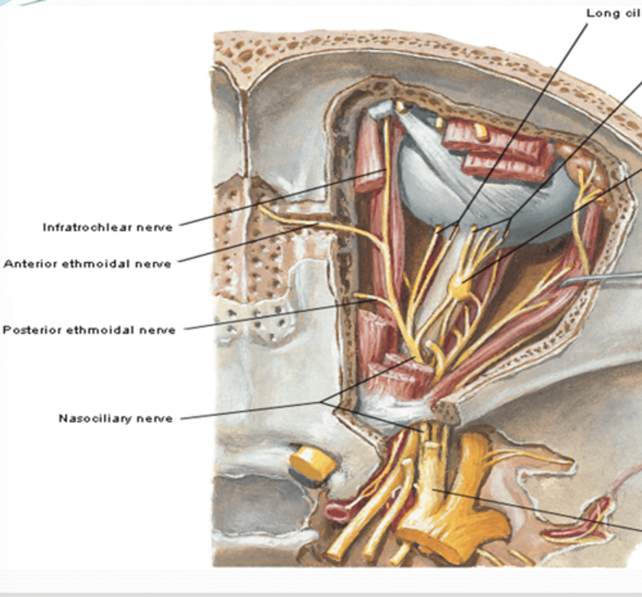 <p>Where does the nasociliary nerve run what other nerves does it contain? </p>