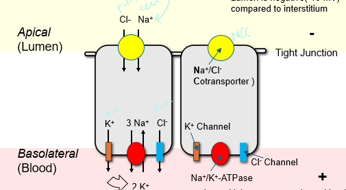 <p>Water-impermeable segment containing Na+/Cl- cotransporters and TRPV5 calcium channels on the apical side, and pumpkins/ K+ and Cl- channels on the basolateral side </p>