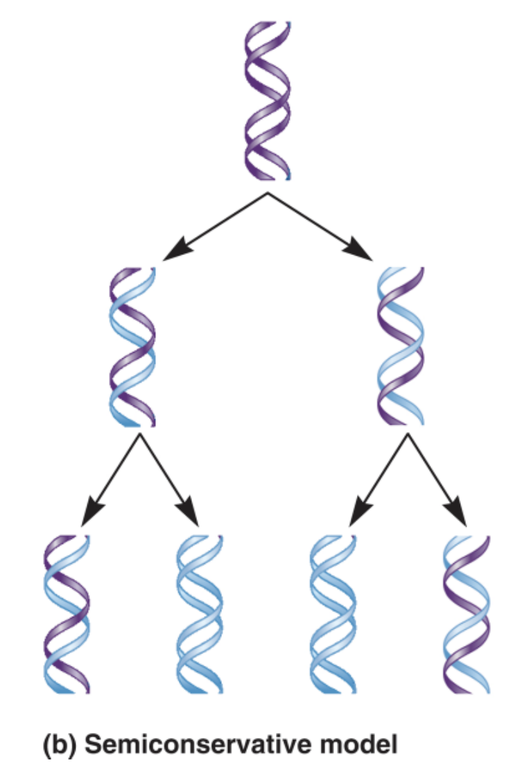 <p>If the semi-conservative replication model is true, how much of the newly formed DNA duplexes would be new and old DNA? Explain.</p>