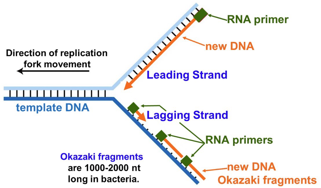 <p>DNA pol III requires a <strong>primed DNA template (3’-OH)</strong></p><p><strong>Primase</strong> is an <strong>RNA polymerase</strong>; DNA template-dependent, Primer-independent; synthesizes <9nt RNA primer at the beginning of <strong>leading strand</strong> and each <strong>Okazaki fragment</strong></p>