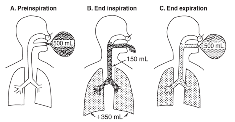 <p>Air that remains in the conducting zone (trachea, etc.) and never makes it to the respiratory zone.</p><ul><li><p>~<strong>150 mL of air</strong></p></li></ul><p></p>