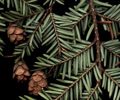 <p>- similar to balsam fir, but has shorter needles</p><p>- flat needles</p><p>- very small cones (little bebes, new growth is green and they turn brown)</p><p>- has more white underneath than balsam fir , two white lines</p><p>- differs from spruces since it has flat needles, not round at all</p>