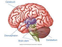 <p>Cerebrum</p>