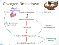 <p>- Infancy: 2-6 months of age</p><p>- Severe hypoglycemia between meals (bc liver cannot release glucose)</p><p>- Lethargy, Seizures, Lactic acidosis</p><p>- Enlarged liver (d/t excess glycogen)</p>