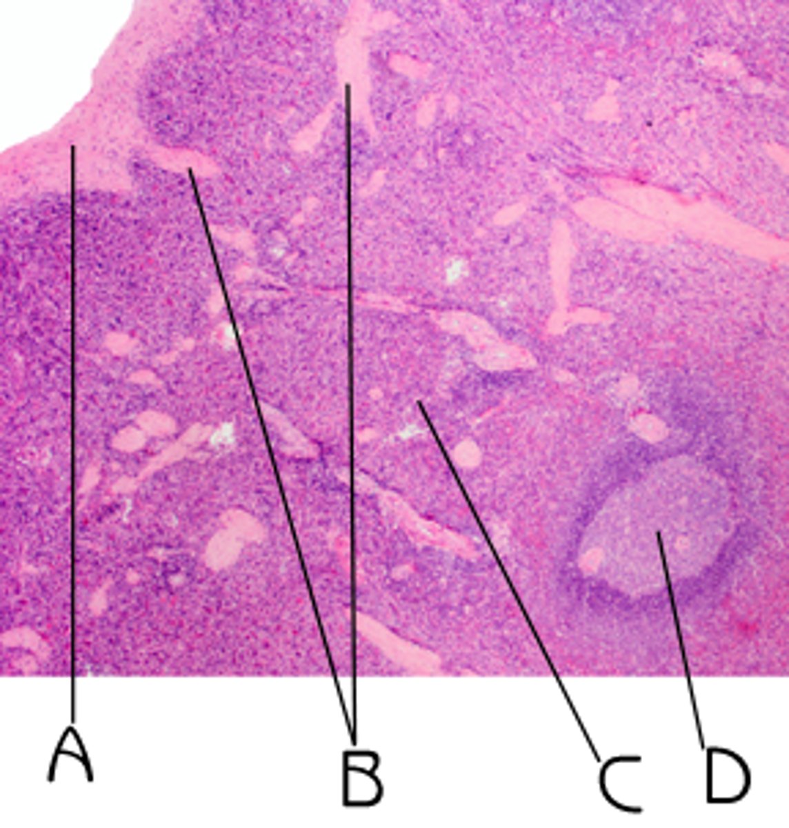 <p>What is D?</p>