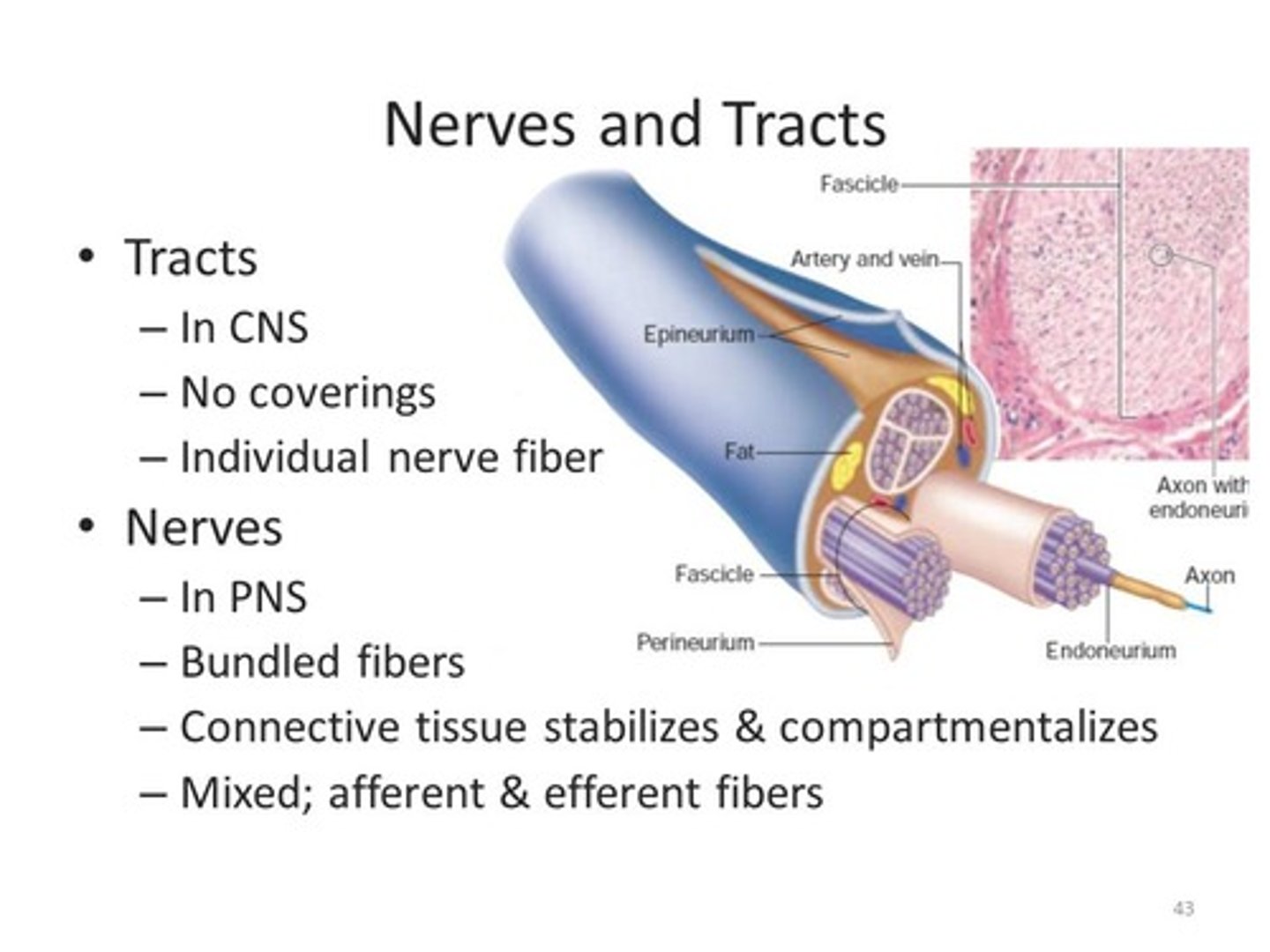 <p>Both Nerves and Tracts are multiple neurons' axons bundled together. Nerves can contain sensory neurons, motor neurons, or a mix of the two.</p><p>Tracts can only carry one type of information.</p>