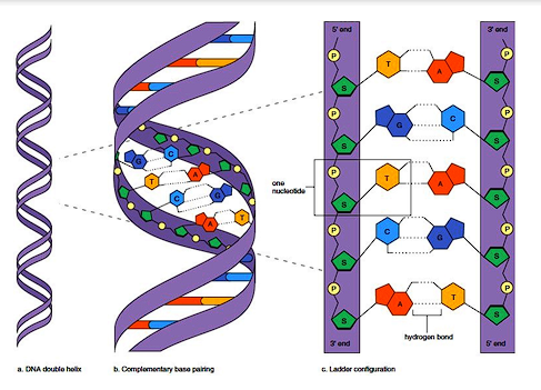 <ul><li><p>Bases are connected through ribose links</p></li><li><p><span>5’ carbon of one nucleotide attached to 3’ carbon of the next by phosphate bridge</span></p></li><li><p><span>Gives DNA strand directionality – 5’ to 3’</span></p></li></ul><p></p>