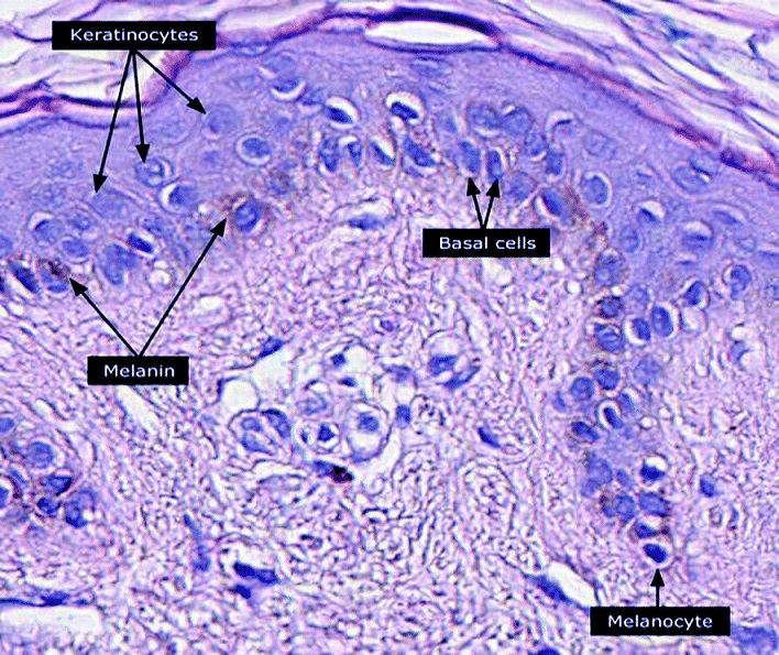 <p>Melanocytter, Langerhansceller, Merkelceller + enkelte lymfocytter.</p>