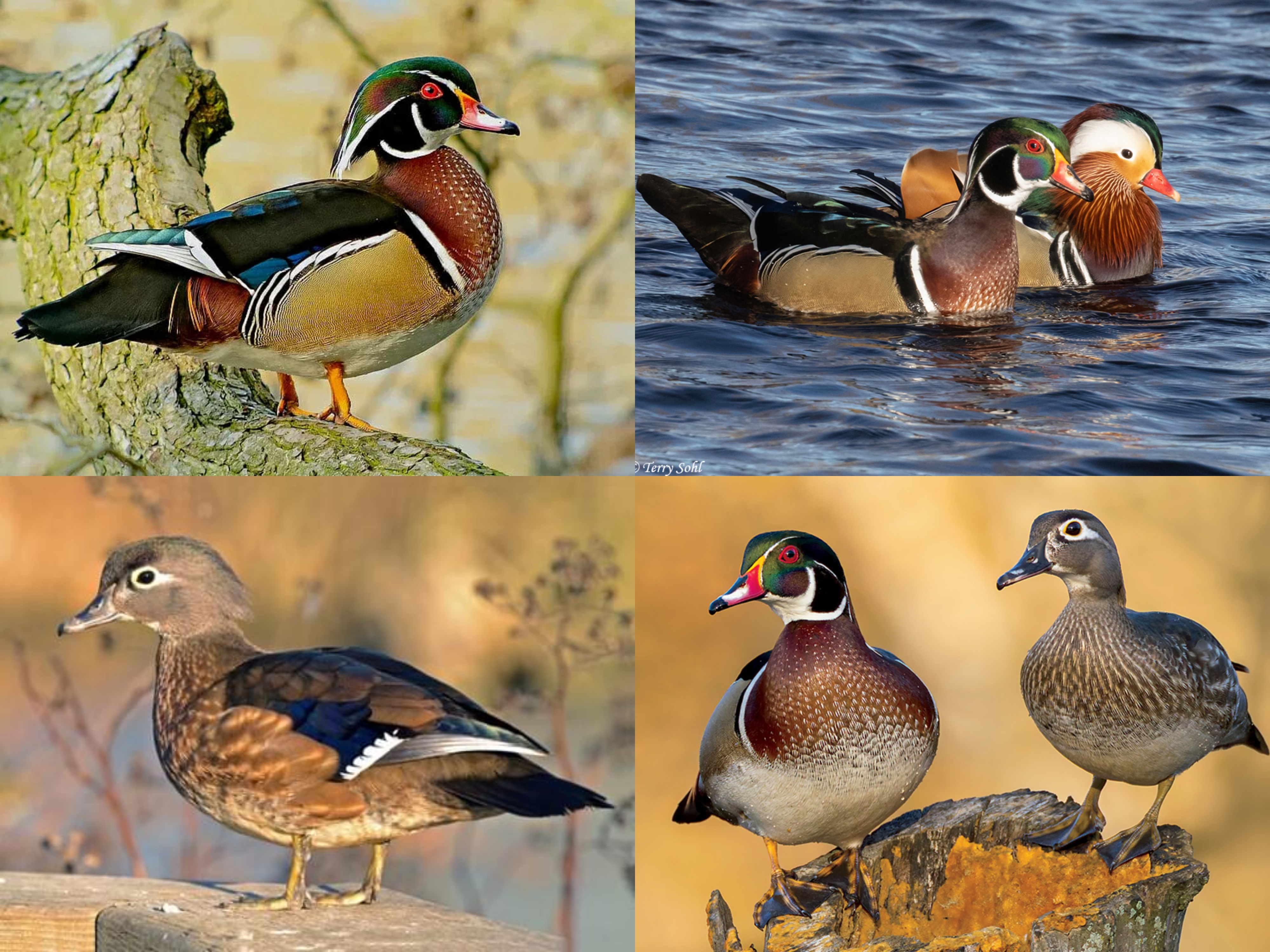 <p>Order: Anseriformes</p><p>CN: Wood Duck</p><p>Alpha Code: WODU</p>