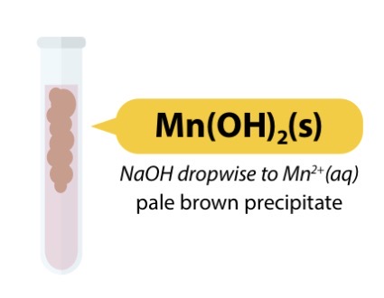 <ul><li><p>[Mn(H2O)6]2+ (aq) + 2NH3 (aq) → [Mn(OH)2(H20)4] (s) + NH4+ (aq)</p></li><li><p>Pale pink solution → Brown ppt</p></li><li><p>Insoluble in excess NH3 (aq)</p></li></ul><p></p>