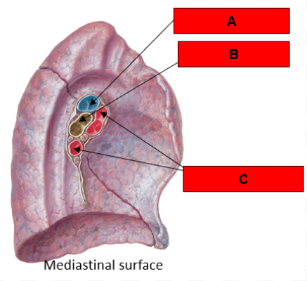 <p>What is indicated by C?</p>
