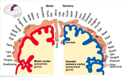 <p>Represents motor and sensory distribution of precentral and postcentral gyrus</p>