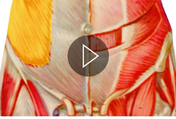 <p>What is the highlighted muscle? what is its function?</p>