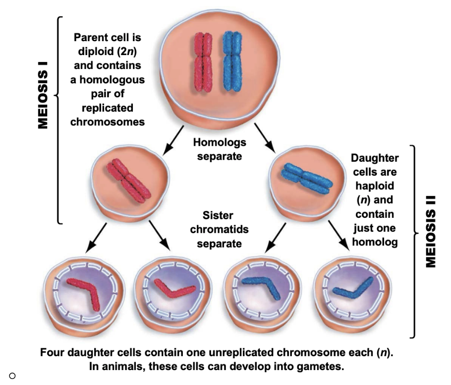 <p>two haploid cells with replicated chromosomes</p>