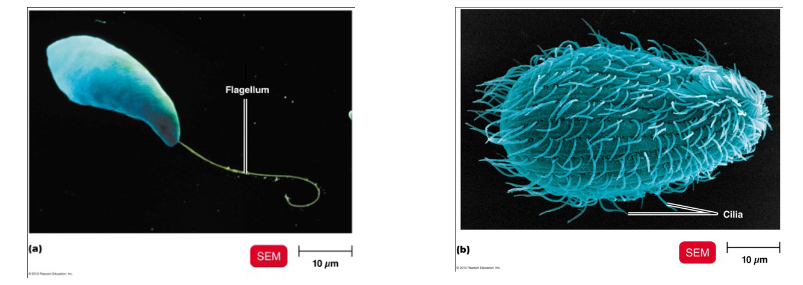 <p>Consists of a <strong>flagella </strong>which is a <strong>long flexible tail </strong>and <strong>cilia </strong>which are <strong>small projections </strong>around the cell</p>