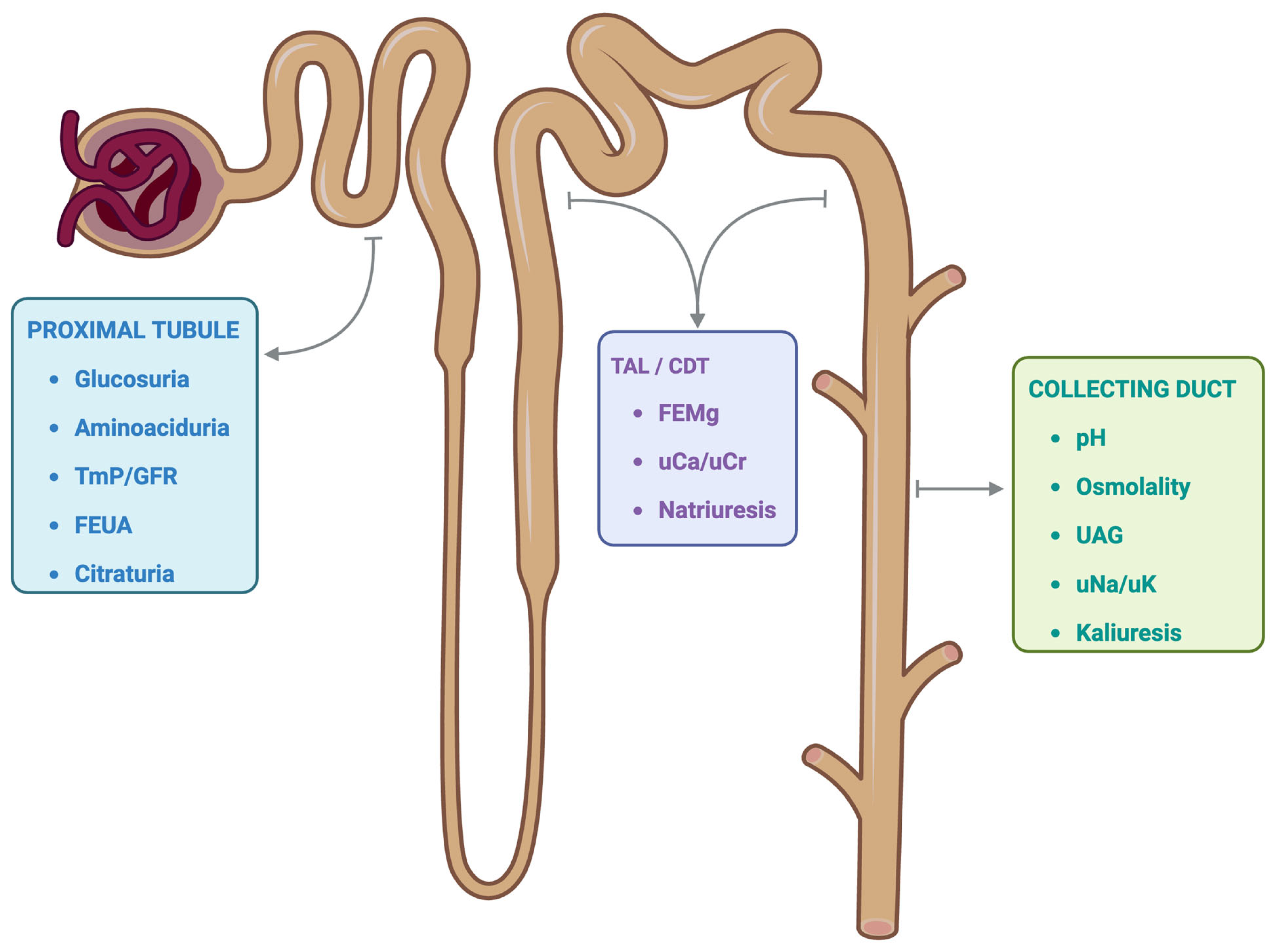 <p><span style="background-color: transparent;">Tubes in the kidneys that process fluid filtered from the blood. Lined with <strong>cuboidal epithelium</strong> and a basement membrane, with the excepting of the ascending limb of the nephron loop. Performs reabsorption and secretion of substances. Substances are selectively moved from them to the peritubular capillaries, or from the peritubular capillaries to the tubule.</span></p><p></p>