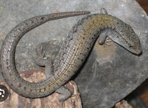<p>viviparous brown eyes</p>