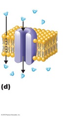 <p>Osmosis is the movement of water across a selectively permeable membrane from an area of high water concentration to an area of lower water concentration.</p>