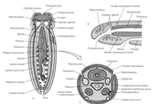 <p>Anatomy of a nemertean</p>