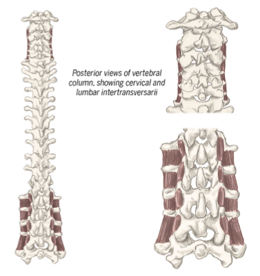 <ul><li><p>stabilize </p></li><li><p>lateral flexion between vertebrae</p></li></ul><p></p><p>(attatch through transverse process) </p><p></p>